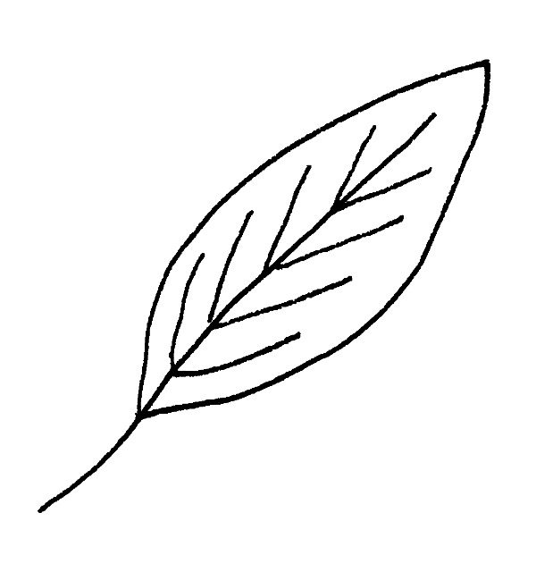 Image result for draw a leaf easy