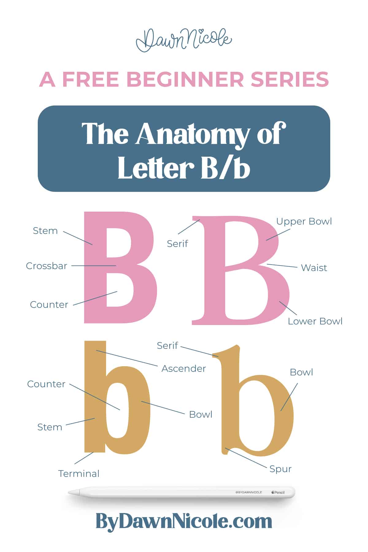 Anatomy of the Letter B. Learn the anatomy of the letter B, including uppercase and lowercase structures, key parts, and tips to improve your lettering!