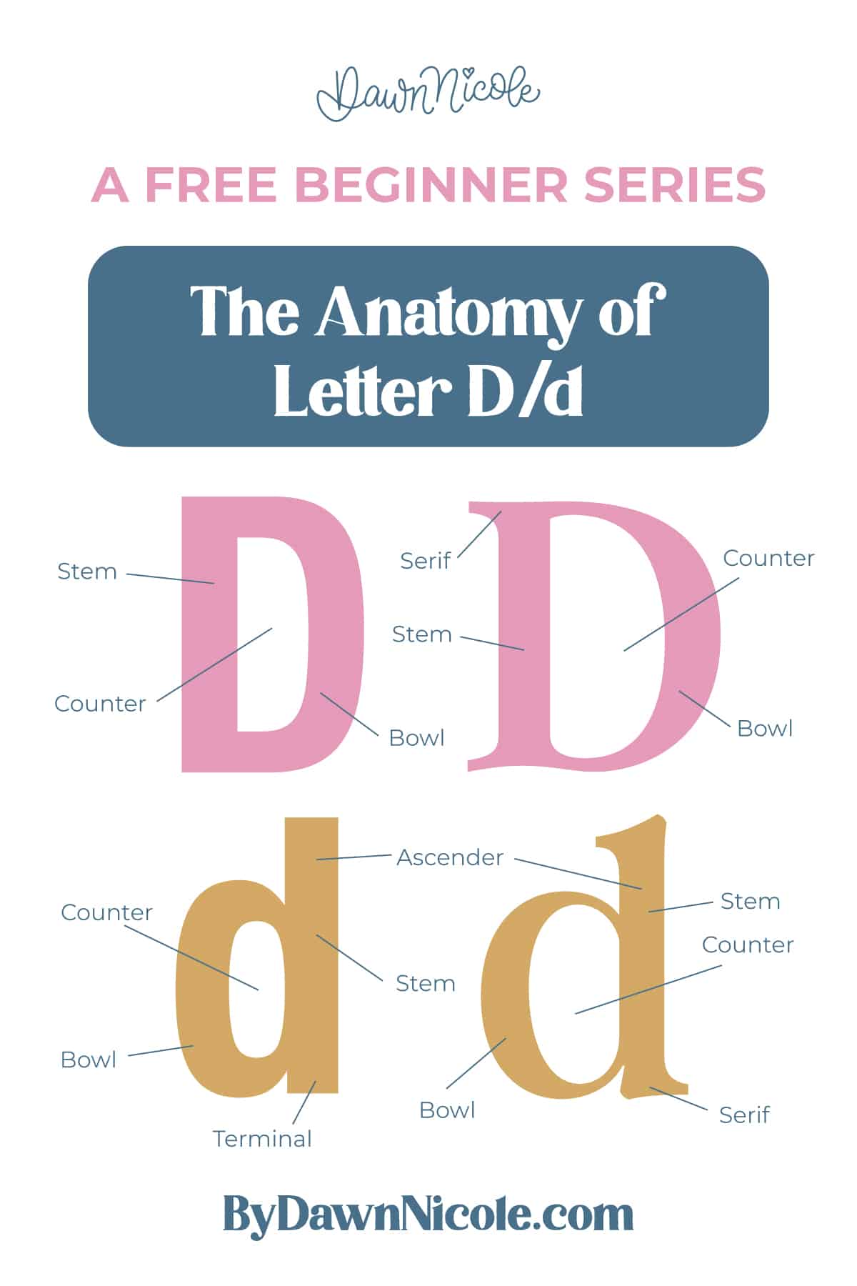 Anatomy of the Letter D. Learn the anatomy of the letter D, including uppercase and lowercase structures, key parts, and tips to improve your lettering!