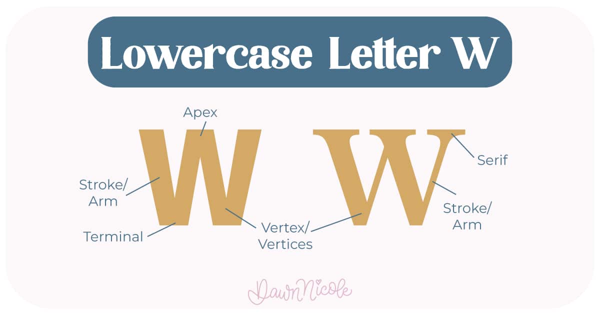 Learn the anatomy of the letter W, including uppercase and lowercase structures, key parts, and tips to improve your lettering!
