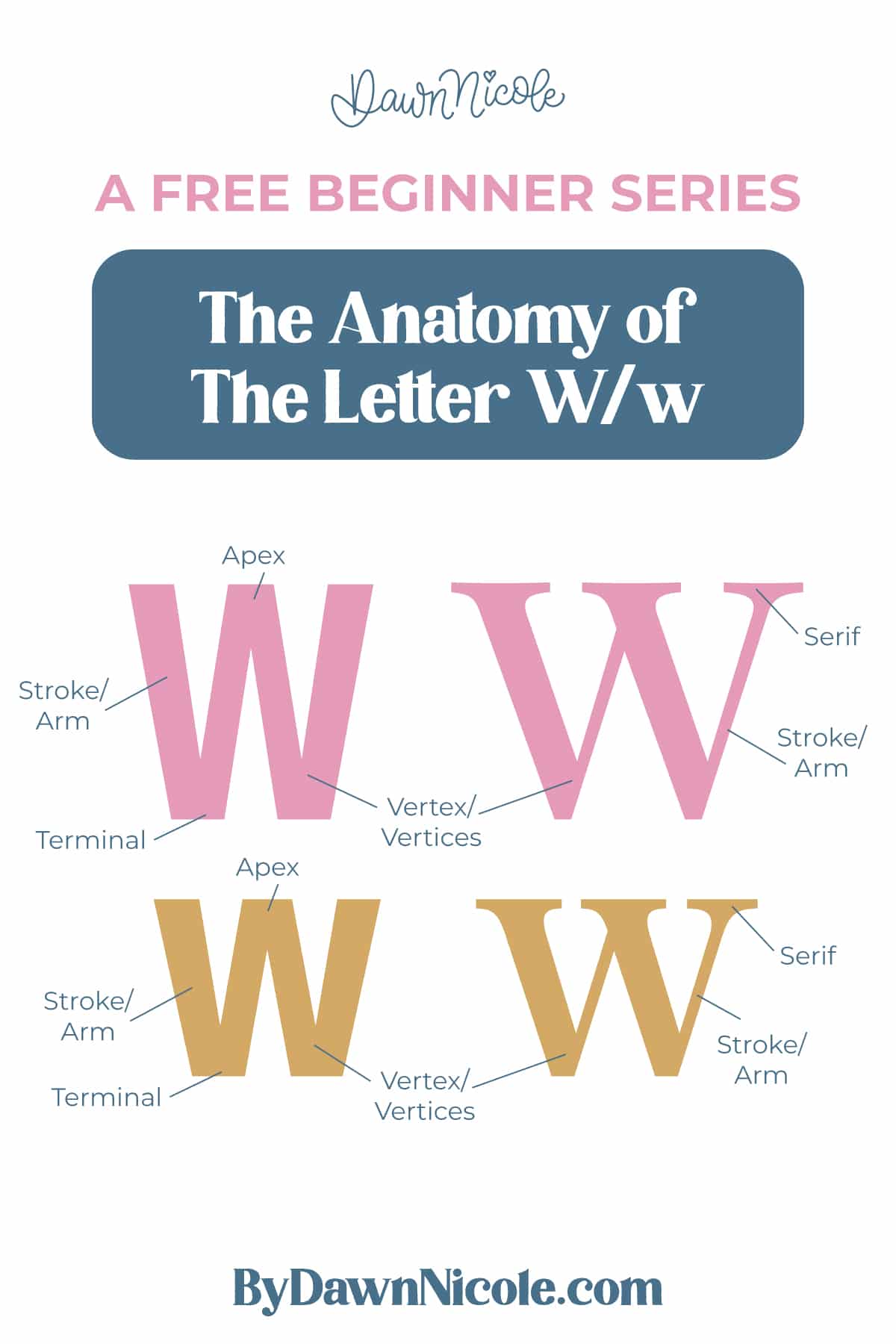 Learn the anatomy of the letter W, including uppercase and lowercase structures, key parts, and tips to improve your lettering!