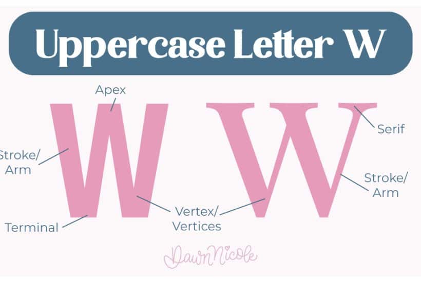 Learn the anatomy of the letter W, including uppercase and lowercase structures, key parts, and tips to improve your lettering!