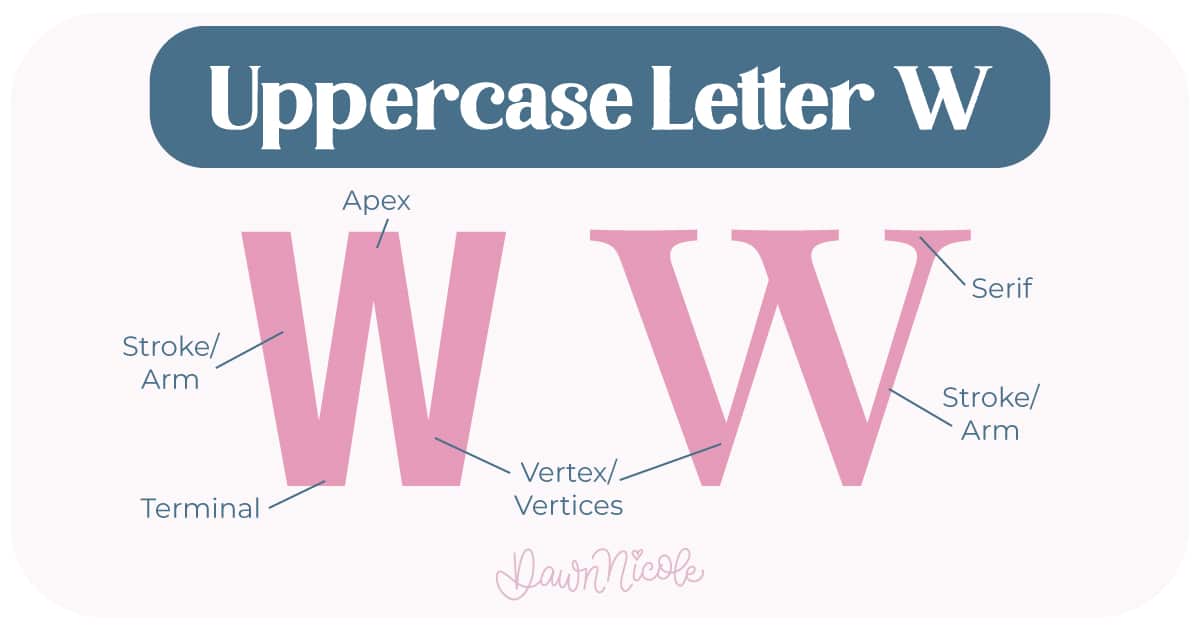 Learn the anatomy of the letter W, including uppercase and lowercase structures, key parts, and tips to improve your lettering!